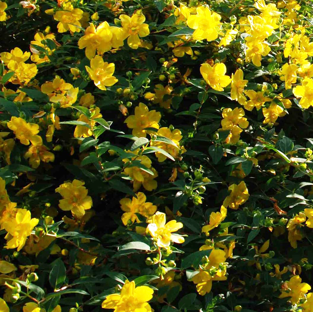 Hypericum dummeri 'Peter Dummer'